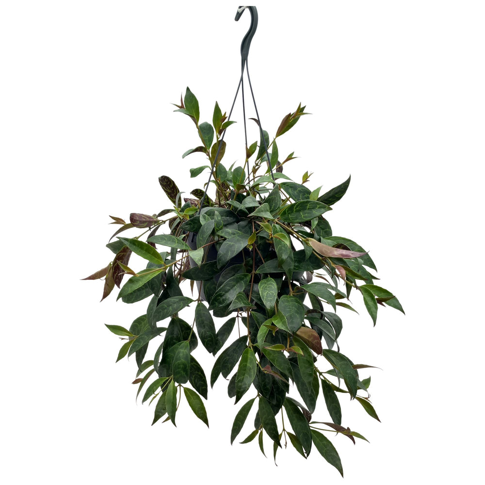 Aeschynanthus marmoratus