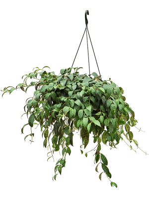 Aeschynanthus marmoratus