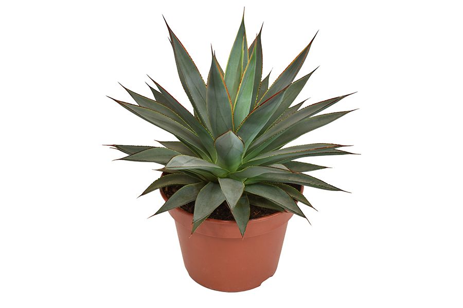 Agave Shaka Koko