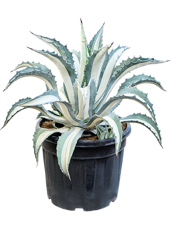 
                  
                    Agave amerciana mediopicta Alba
                  
                