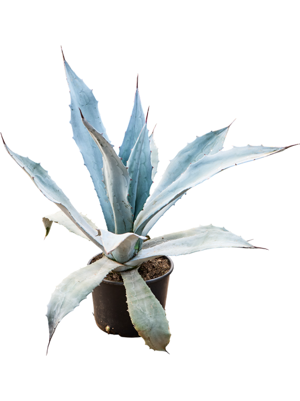 Agave americana Franzosinii