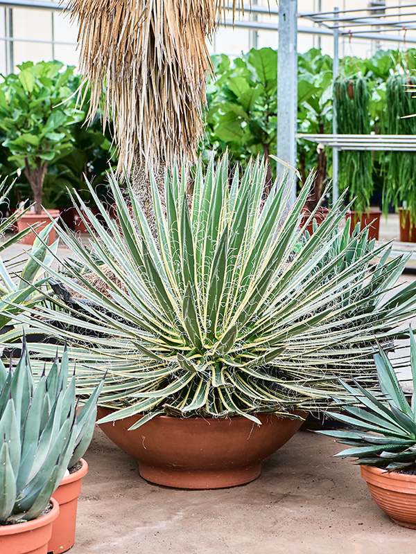 Agave geminiflora variegata