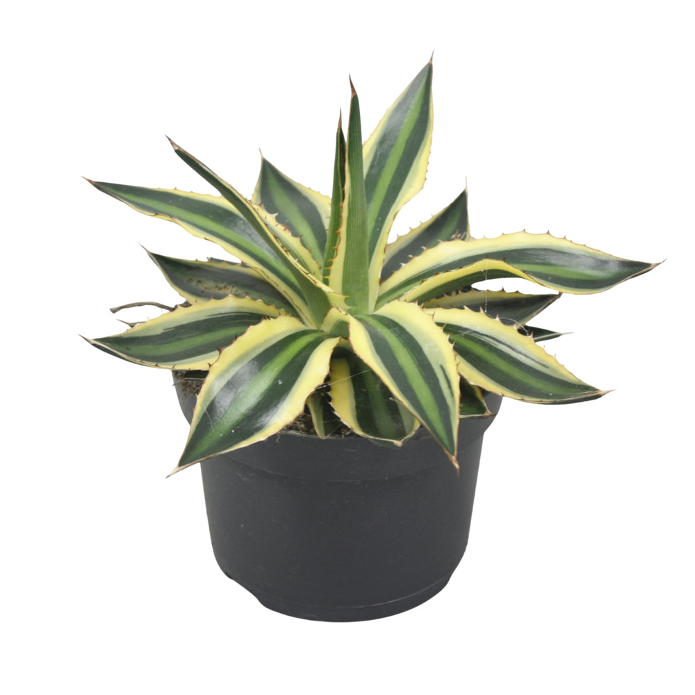 
                  
                    Agave lopantha
                  
                