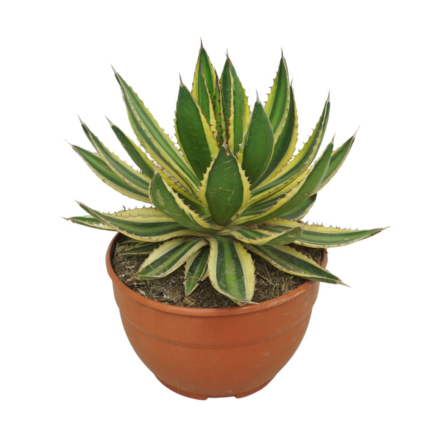 
                  
                    Agave lopantha
                  
                
