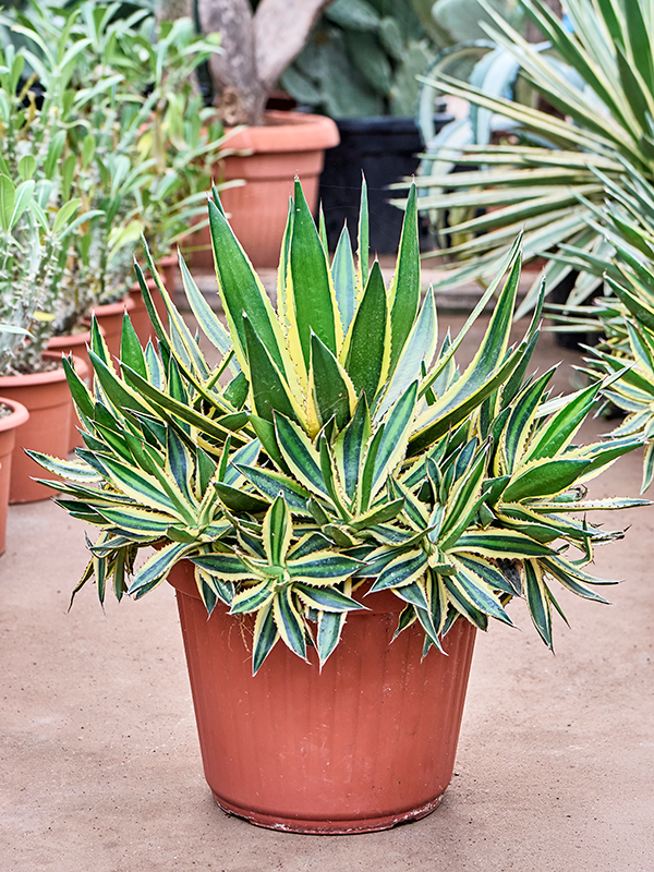 Agave lopantha