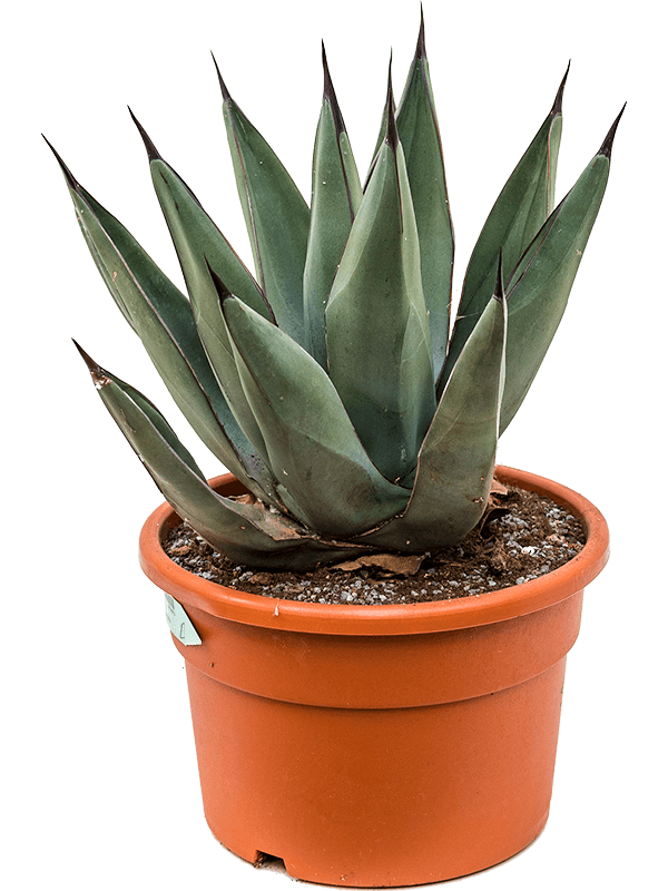 Agave nigra