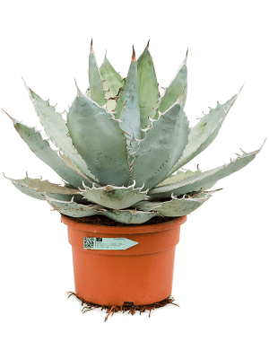 Agave titanota 'White Ice'