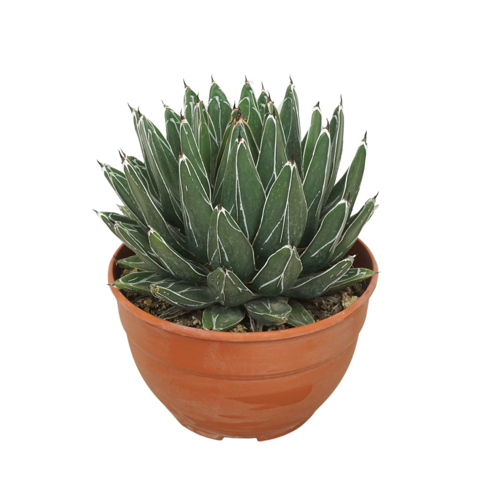
                  
                    Agave victoriae-reginae
                  
                