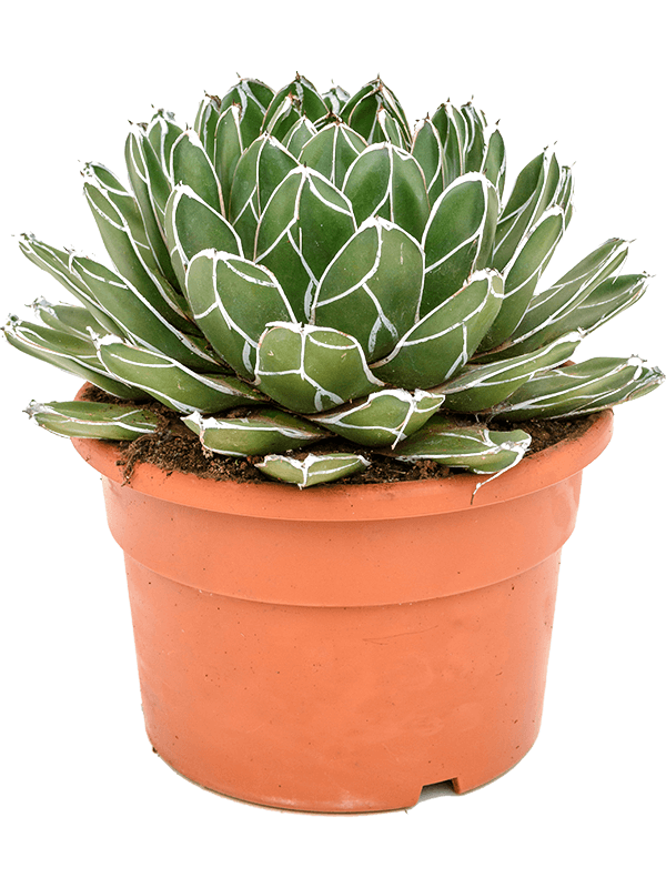 Agave victoriae-reginae