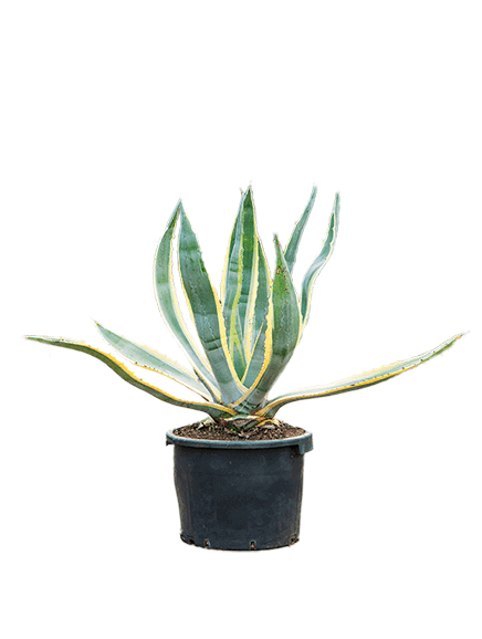 Agave americana 'Variegata'
