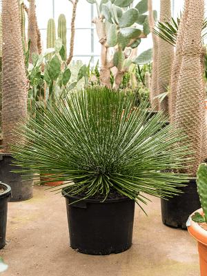 Agave geminiflora