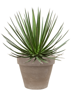 Agave ocahui en pot Terra Cotta