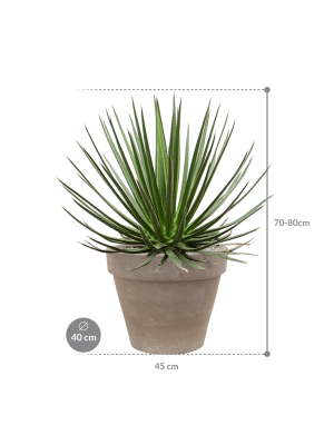 
                  
                    Agave ocahui en pot Terra Cotta
                  
                