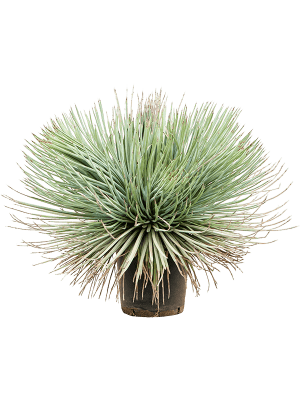 Agave stricta