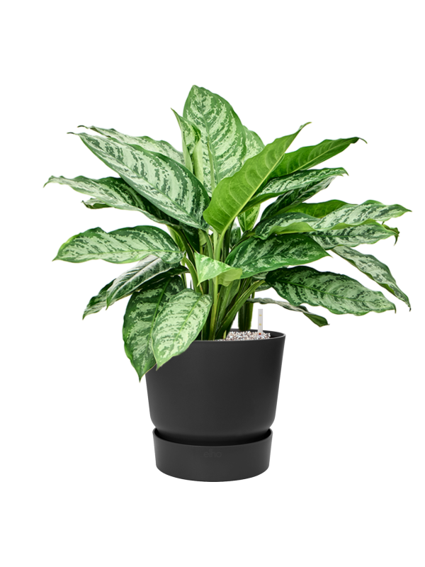 
                  
                    Aglaonema Chantal en pot Greenville noir, composition prête à installer
                  
                
