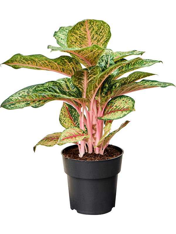 
                  
                    Aglaonema Carnival Queen
                  
                