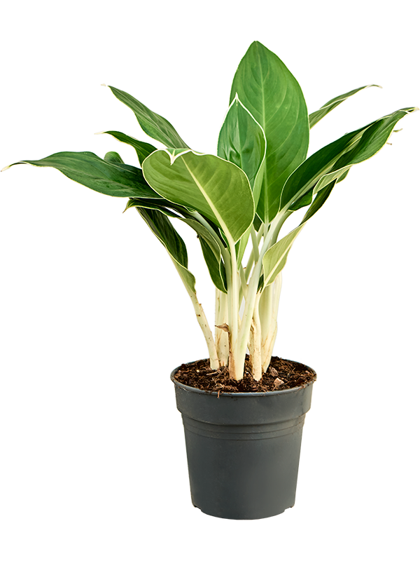 Aglaonema Cintho King