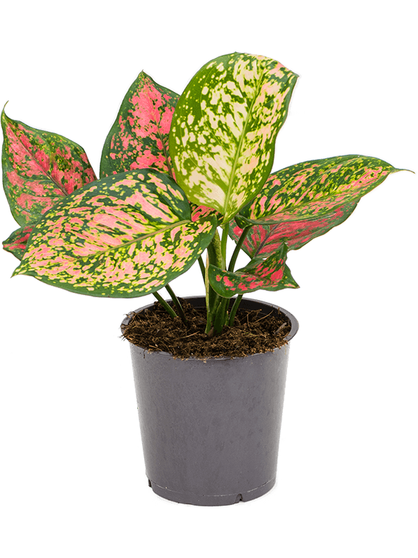 
                  
                    Aglaonema Crimson Love
                  
                