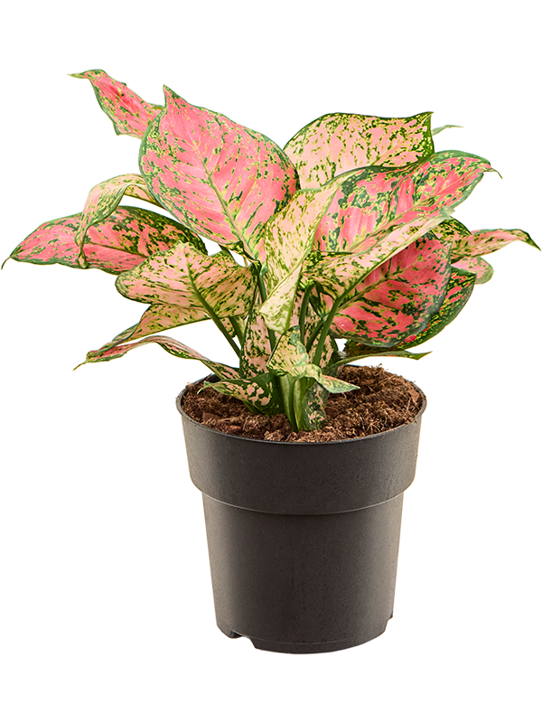 
                  
                    Aglaonema Crimson Love
                  
                