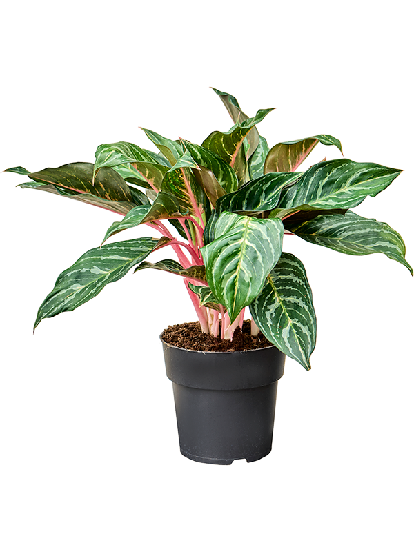 Aglaonema Dreamcatcher