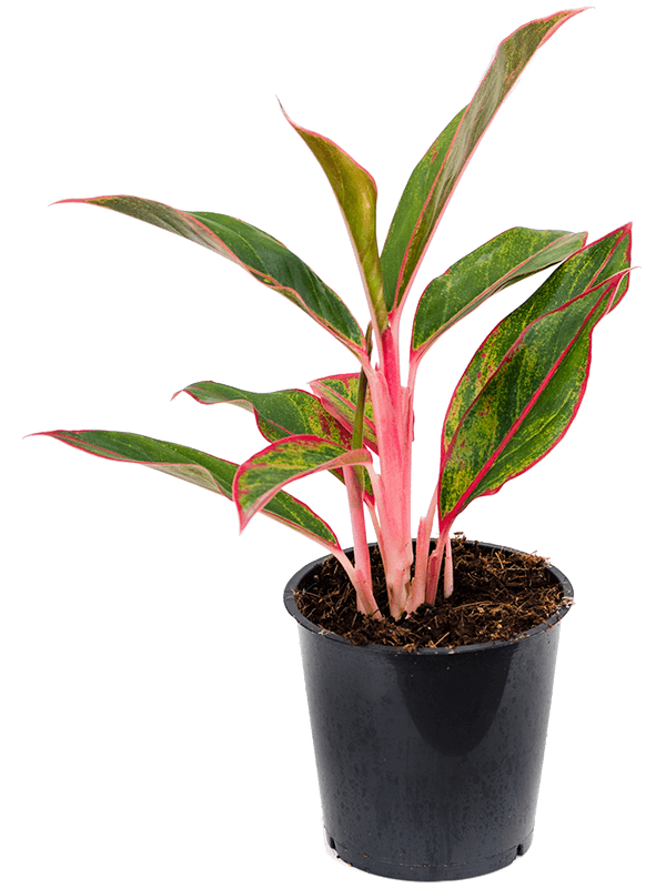 
                  
                    Aglaonema Jungle Red
                  
                