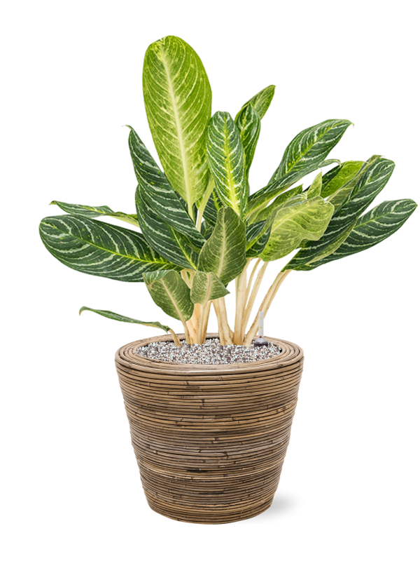 aglaonema stripes entretien Aglaonema Key Lime en Drypot Rattan Stripe