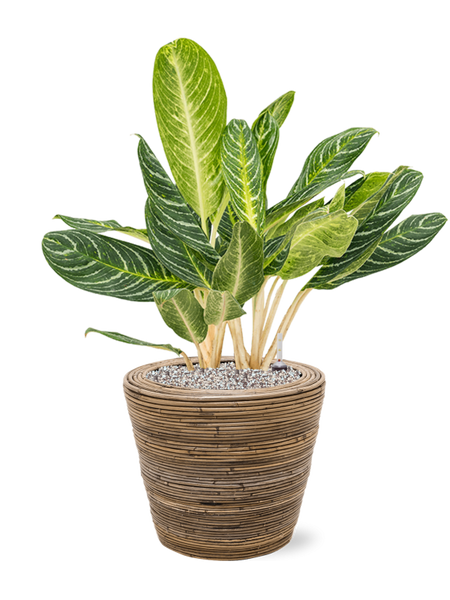 aglaonema key lime entretien Aglaonema Key Lime en Drypot Rattan Stripe