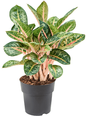 Aglaonema 'Orange Flame'
