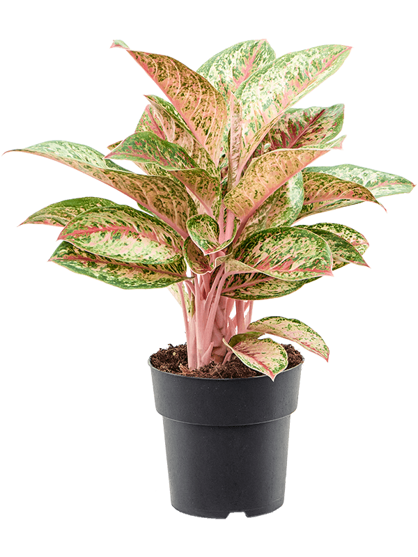 Aglaonema Painted Celebration