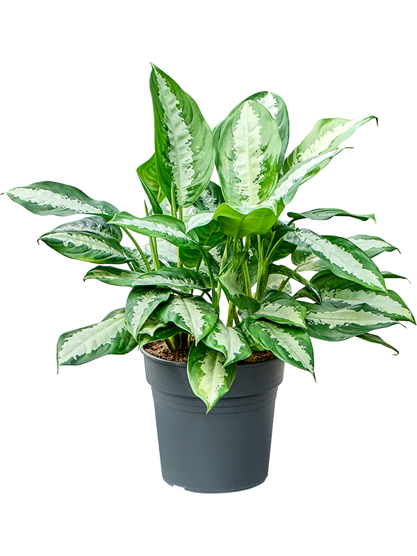 Aglaonema Pattaya beauty