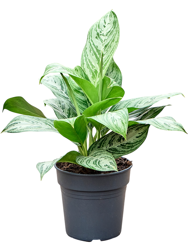 
                  
                    Aglaonema Peacock
                  
                