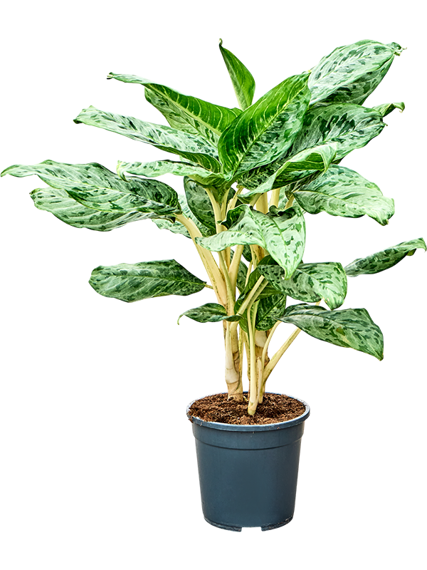 Aglaonema Peacock