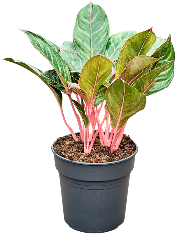 Aglaonema Princess