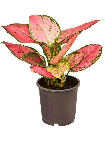 aglaonema spitfire Aglaonema Spitfire
