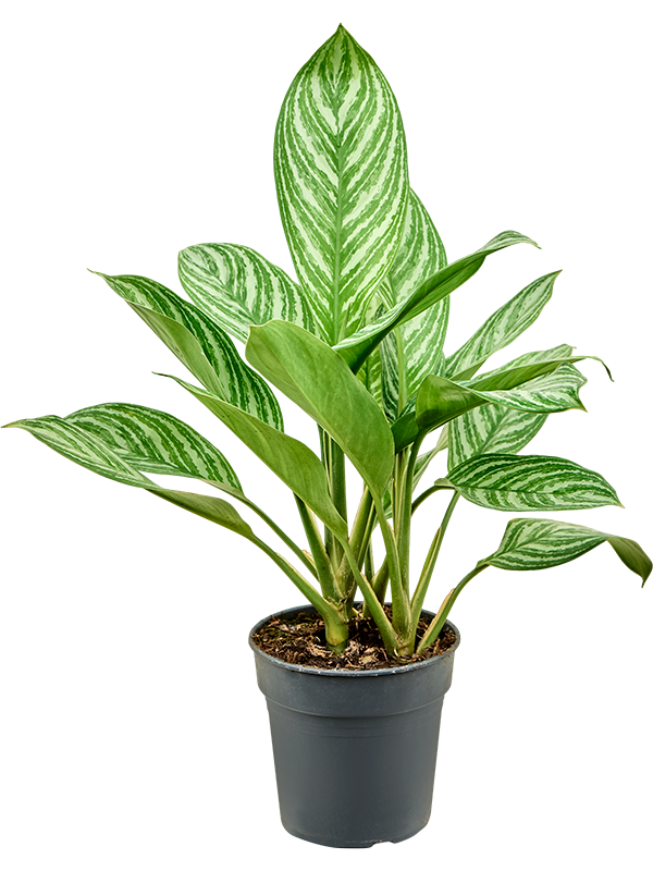 
                  
                    Aglaonema Stripes
                  
                