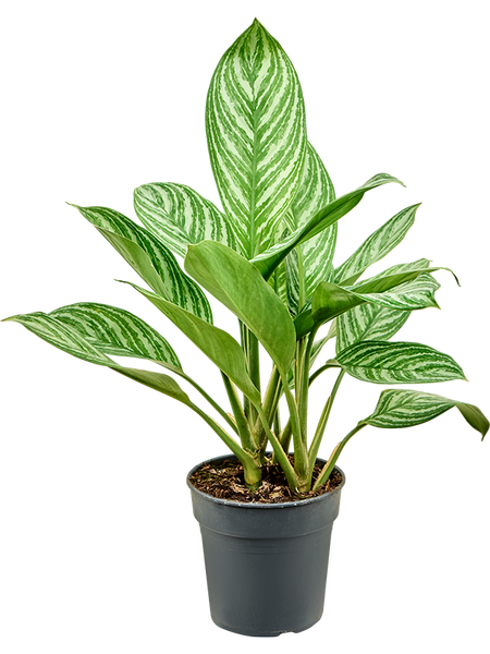 aglaonema stripes entretien Aglaonema Stripes
