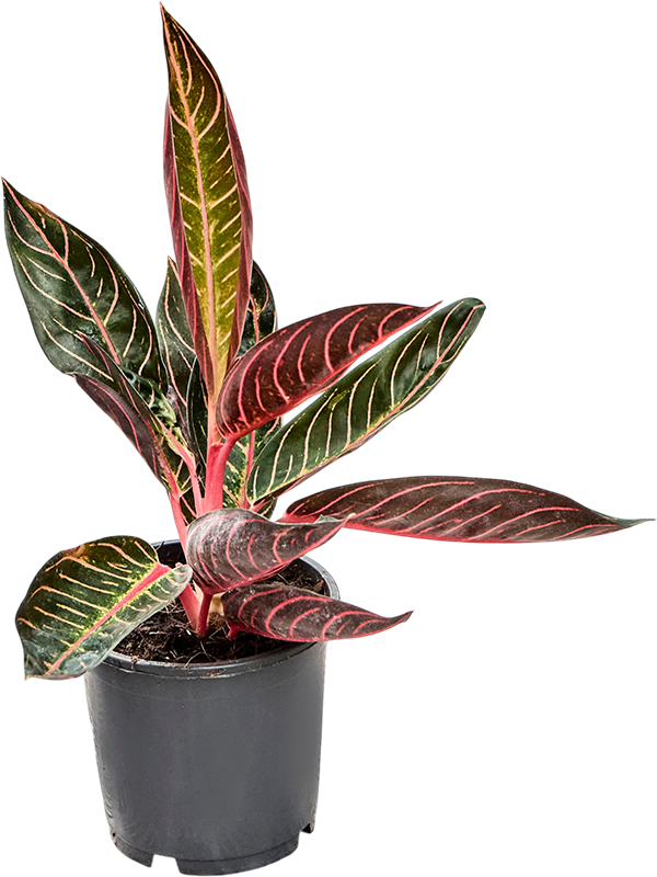 
                  
                    Aglaonema Sumatra
                  
                