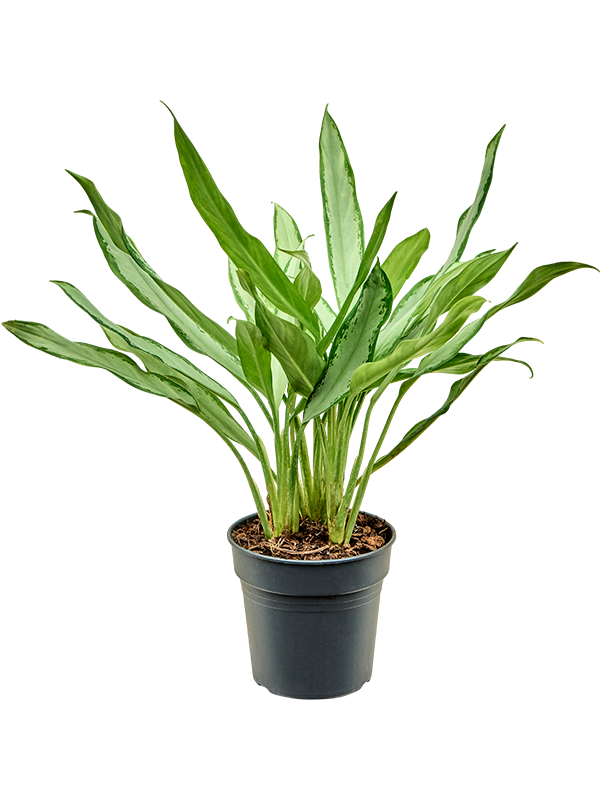 aglaonema blanc Aglaonema White Lance