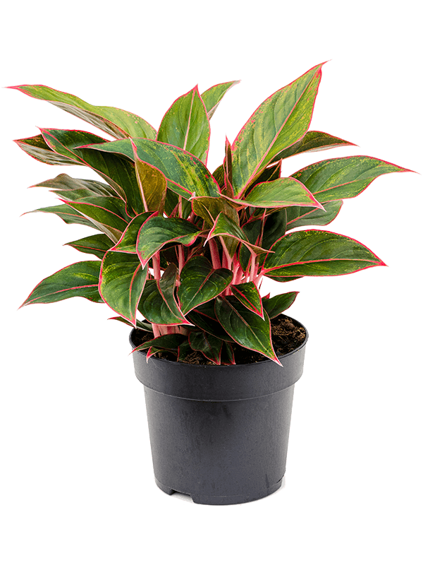 Aglaonema Jungle Red