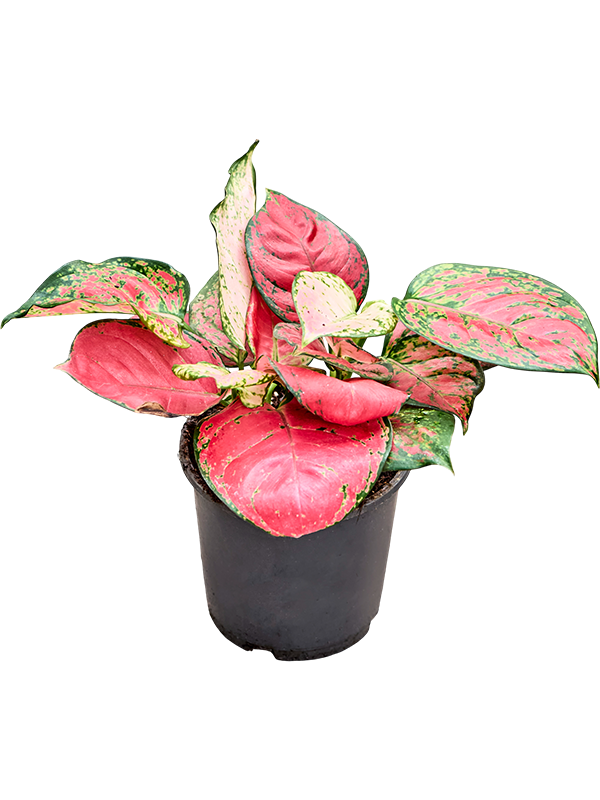 Aglaonema Lichee Red