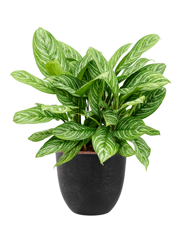 Aglaonema