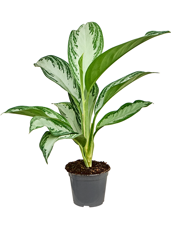 
                  
                    Aglaonema Silver Bay
                  
                