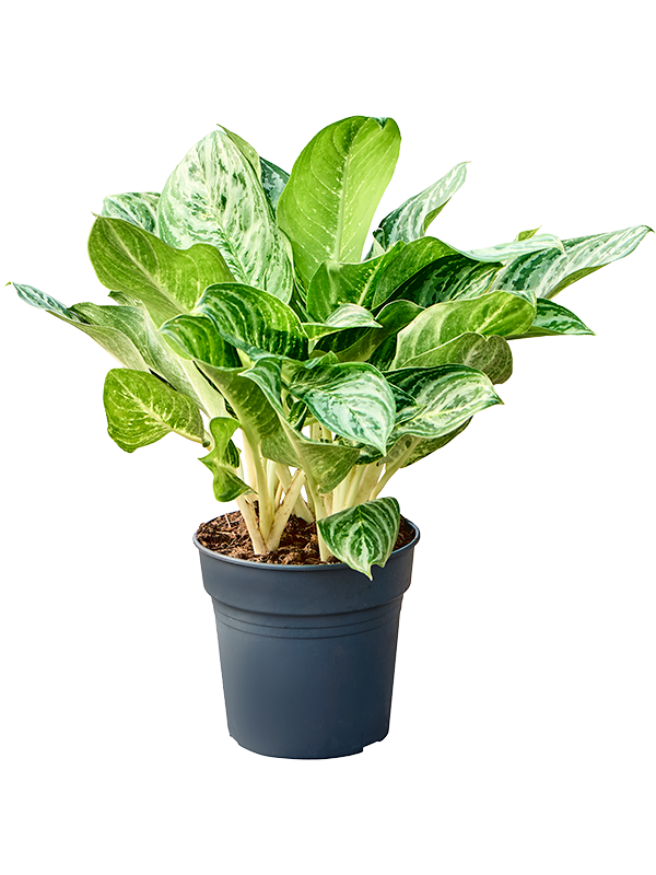 Aglaonema Soems Up