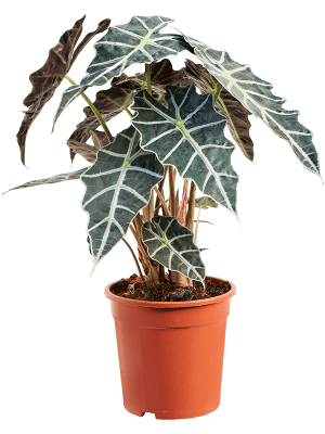 
                  
                    Alocasia Polly
                  
                