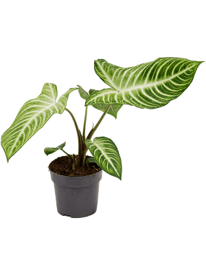 Xhanthosoma lindelii