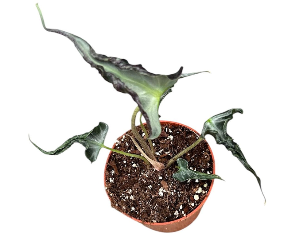 Alocasia Loco