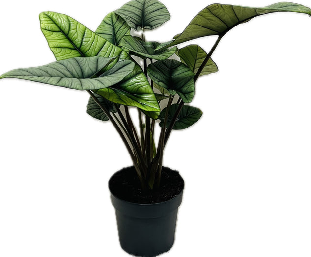 Alocasia Platinum
