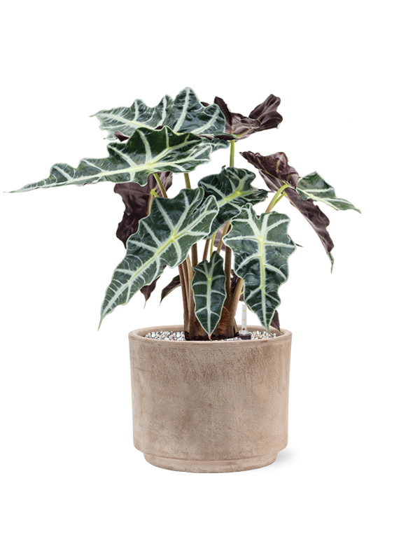 Alocasia Polly en pot Terra Cotta