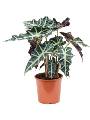 
                  
                    Alocasia Polly
                  
                