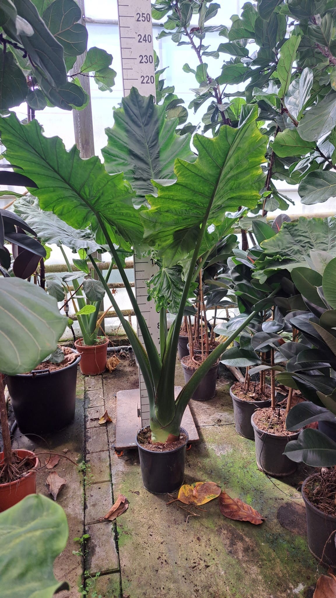 
                  
                    Alocasia Portodora
                  
                